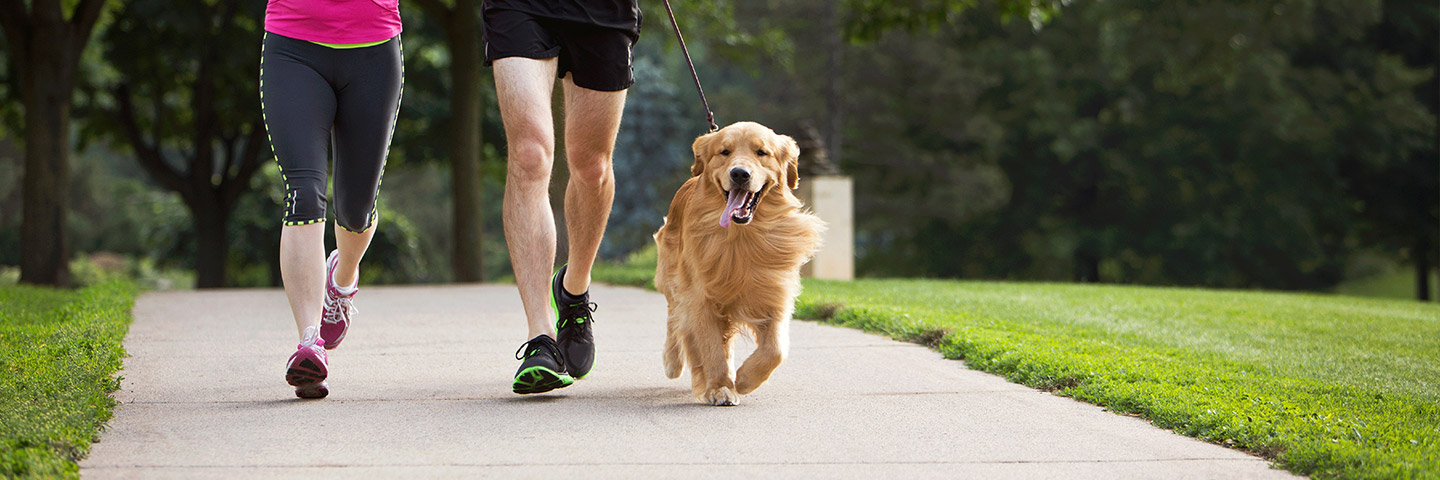 DogWatch by Great Lakes Pet Fencing Inc, Hart, Michigan | Electronic Dog Training Collars Footer Image Image