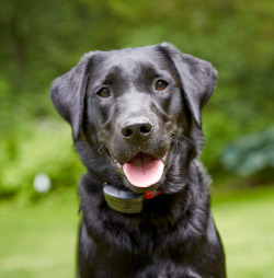 DogWatch by Great Lakes Pet Fencing Inc, Hart, Michigan | 1200Fence Contact Us Image