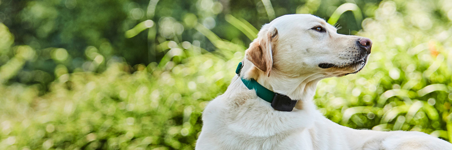 DogWatch by Great Lakes Pet Fencing Inc, Hart, Michigan | 1200Fence Slider Image