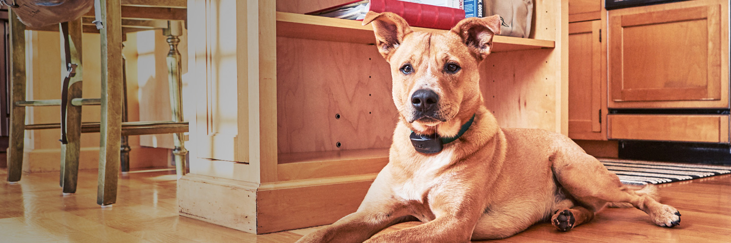 DogWatch by Great Lakes Pet Fencing Inc, Hart, Michigan | Indoor Pet Fences Slider Image