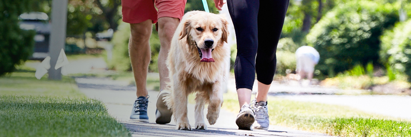 DogWatch by Great Lakes Pet Fencing Inc, Hart, Michigan | SideWalker Leash Trainer Slider Image