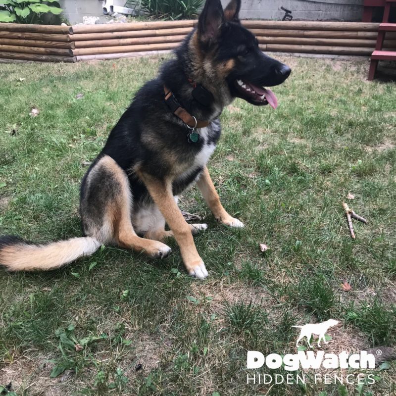 DogWatch by Great Lakes Pet Fencing Inc, Hart, Michigan | Photo Gallery  Image