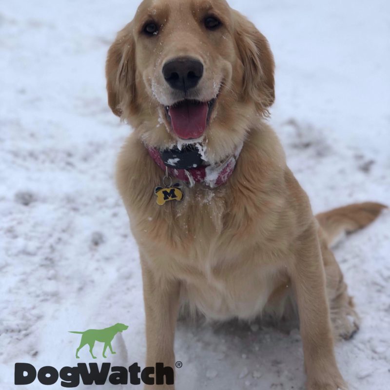 DogWatch by Great Lakes Pet Fencing Inc, Hart, Michigan | Photo Gallery  Image