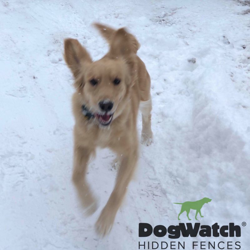 DogWatch by Great Lakes Pet Fencing Inc, Hart, Michigan | Photo Gallery  Image