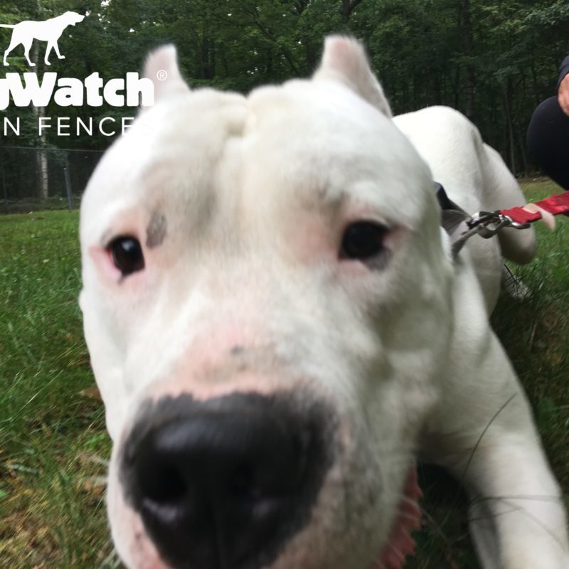 DogWatch by Great Lakes Pet Fencing Inc, Hart, Michigan | Photo Gallery  Image