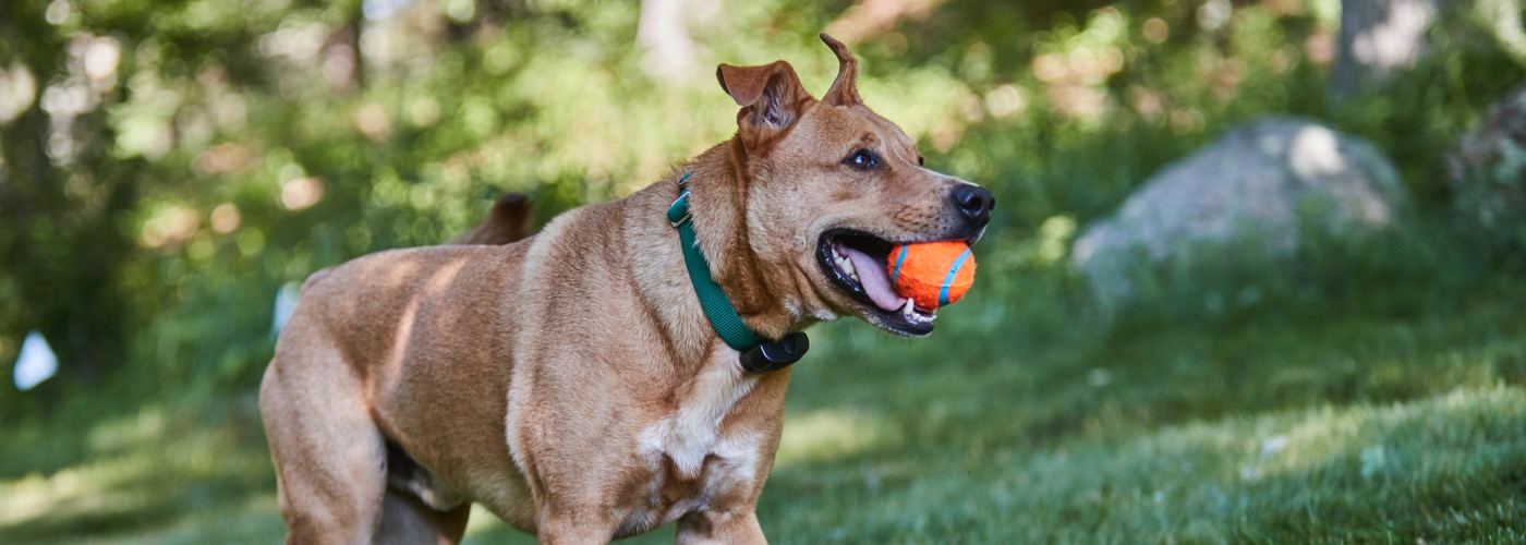 DogWatch by Great Lakes Pet Fencing Inc, Hart, Michigan | ProFenceX Slider Image